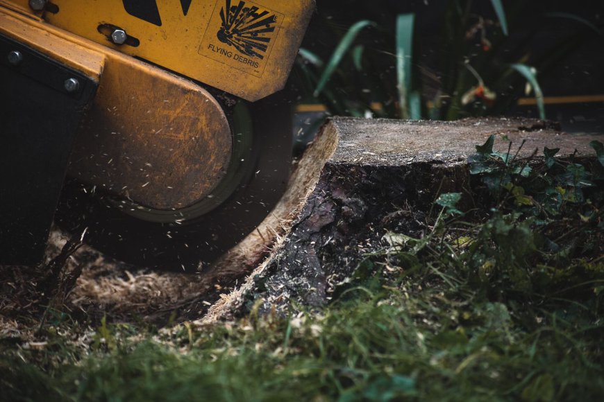 Guide to London Stump Grinding and Stump Removal in North London