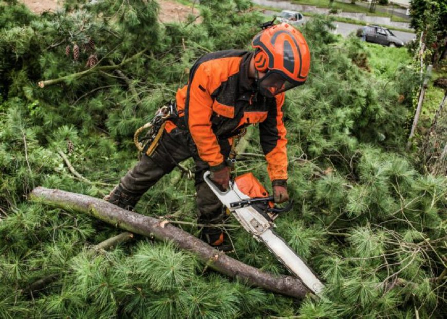 Emergency Tree Surgeons: Your Go-To Solution for Tree Emergencies