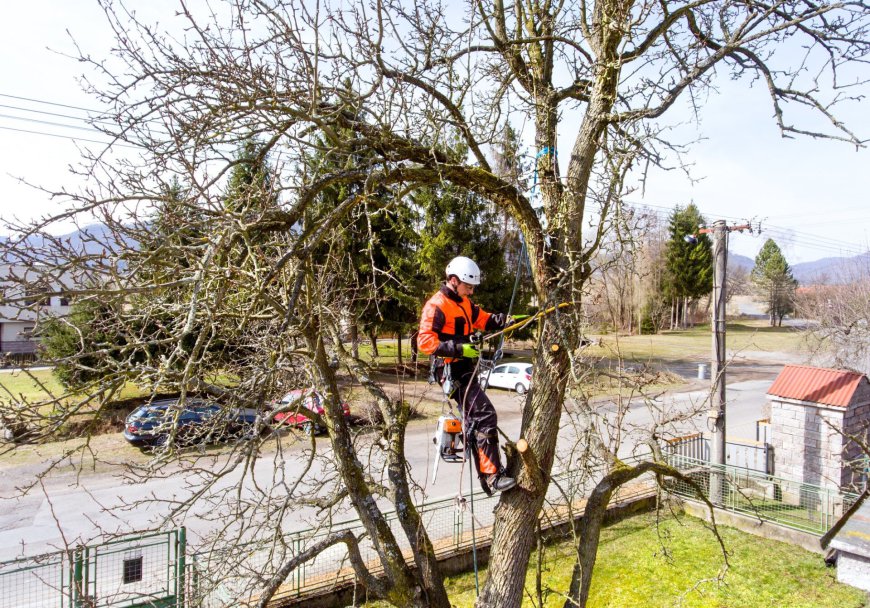 The Importance of Professional Tree Felling in North London