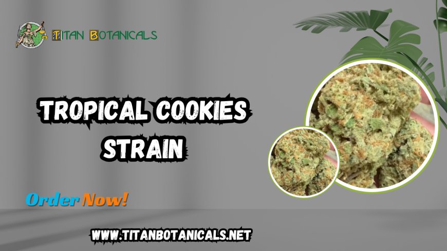 Exotic Tropical Cookies Strain: The Premium Cannabis Experience