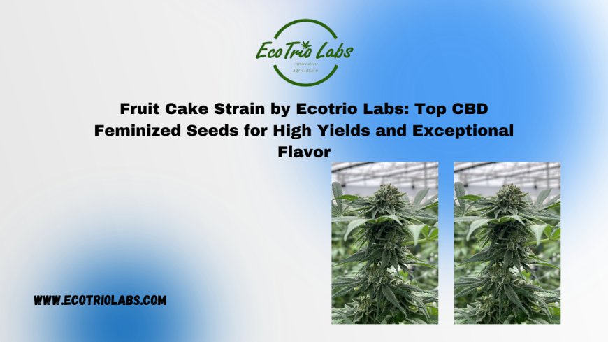 Fruit Cake Strain by Ecotrio Labs: Top CBD Feminized Seeds for High Yields and Exceptional Flavor