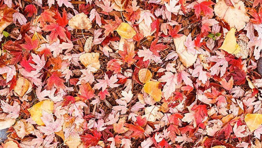 Hire a Leaf Blower: The Smart Way to Keep Your Garden Clean