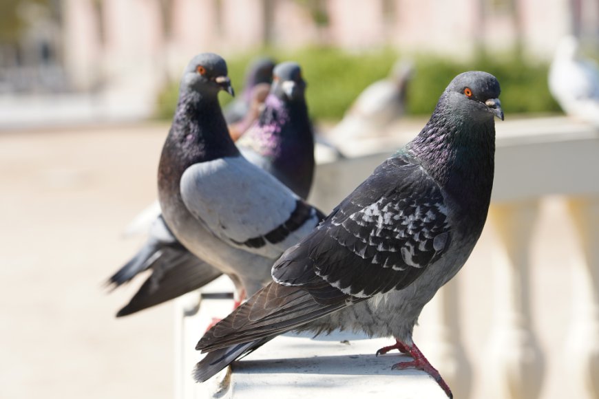 Bird Pest Control & Removal Melbourne