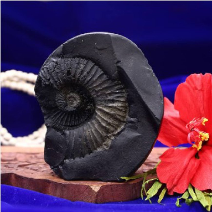 Buy Shaligram Shila Stone Statues Online