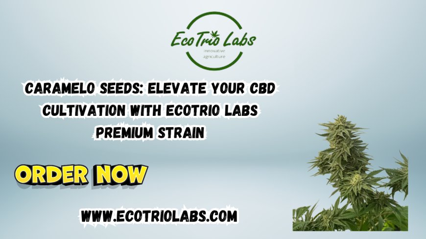 Caramelo Seeds: Elevate Your CBD Cultivation with Ecotrio Labs Premium Strain