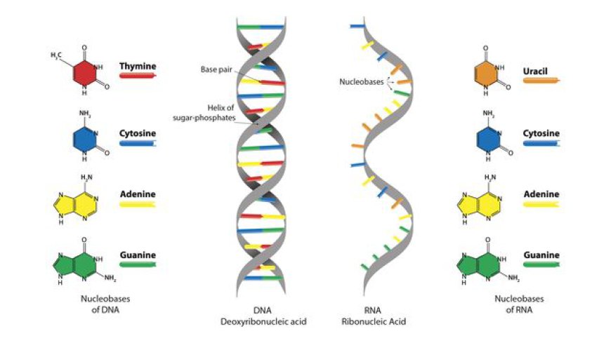 Nucleic Acid Labeling Market: Unlocking Growth Secrets, Trends and Developments [2029]