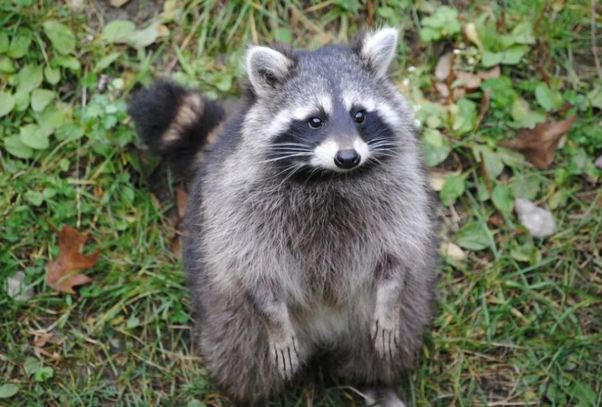 How to Choose the Best Raccoon Removal Service in Toronto