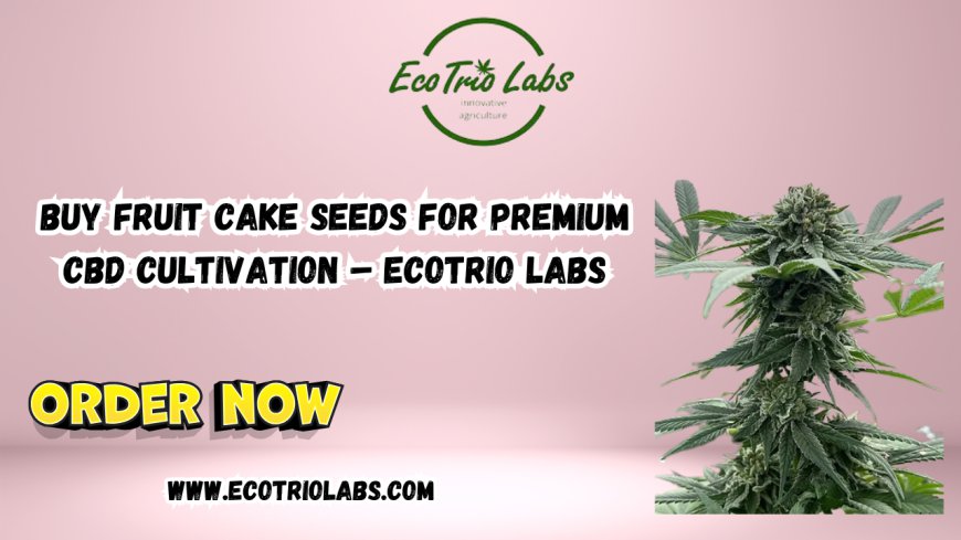 Buy Fruit Cake Seeds for Premium CBD Cultivation – Ecotrio Labs