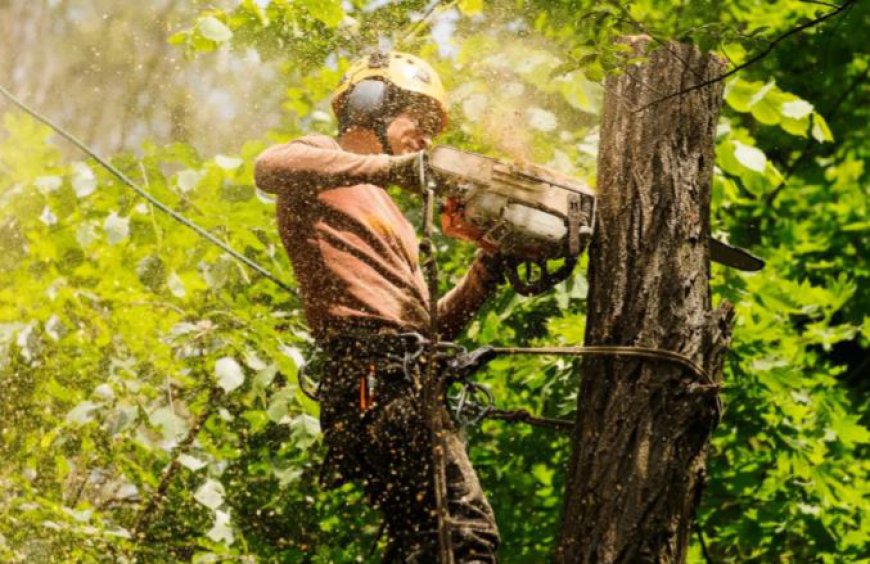 Arborist Sydney North Shore