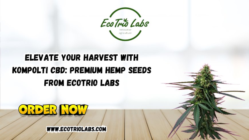 Elevate Your Harvest with Kompolti CBD: Premium Hemp Seeds from Ecotrio Labs