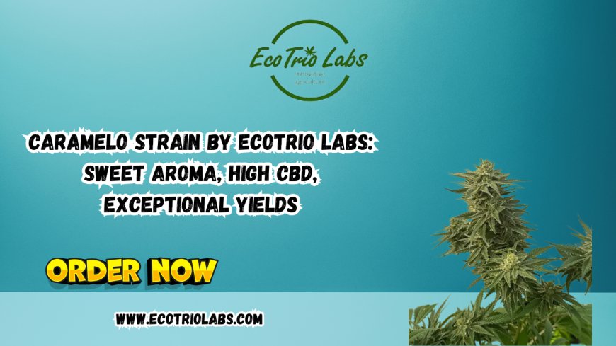 Caramelo Strain by Ecotrio Labs: Sweet Aroma, High CBD, Exceptional Yields