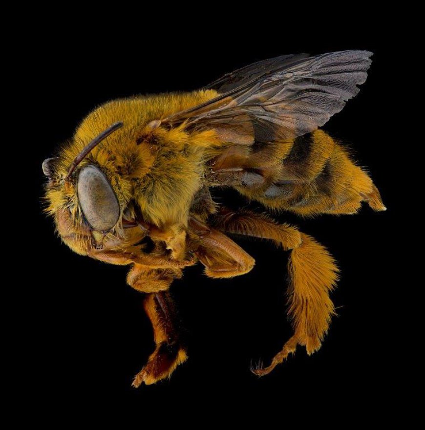 Teddy Bear Bees in Australia: Where They Live and How to Handle Their Presence