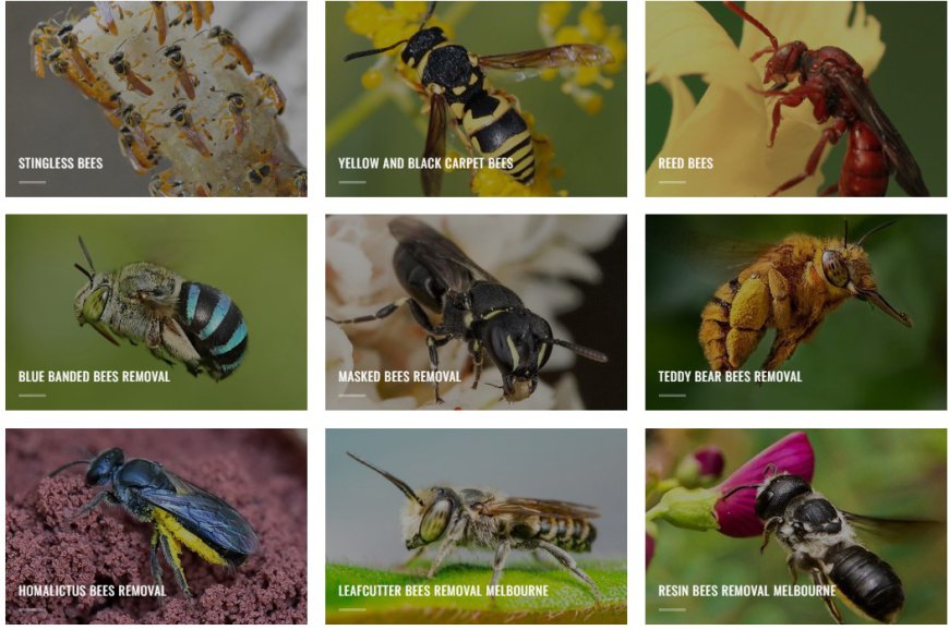 Teddy Bear Bees in Australia: Where They Live and How to Handle Their Presence