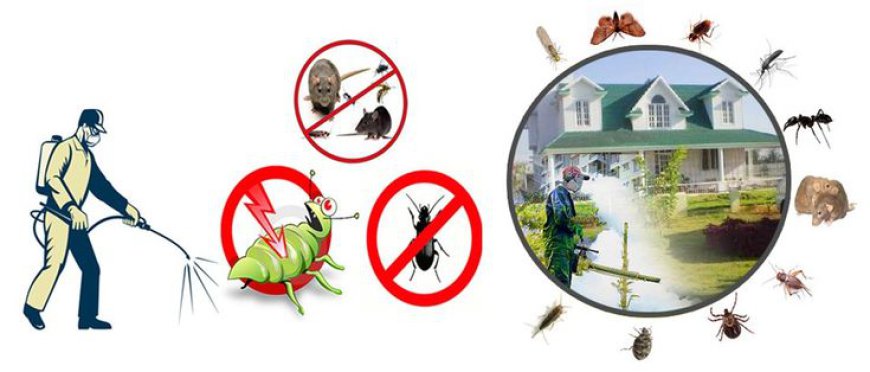 Effective Pest Control and Cockroach Control Services