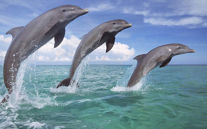 Top Reasons to Watch the Dolphin Show in Dubai