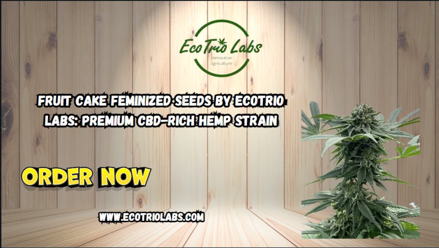 Fruit Cake Feminized Seeds by Ecotrio Labs: Premium CBD-Rich Hemp Strain