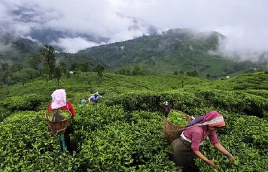 Exploring the World of Darjeeling Tea: A Journey Through Plantations and Tea Estates