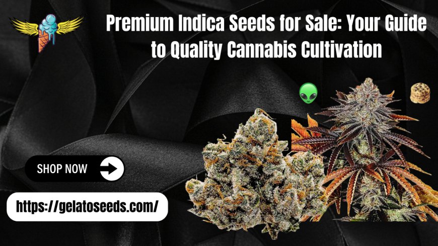 Premium Indica Seeds for Sale – Gelato Seeds