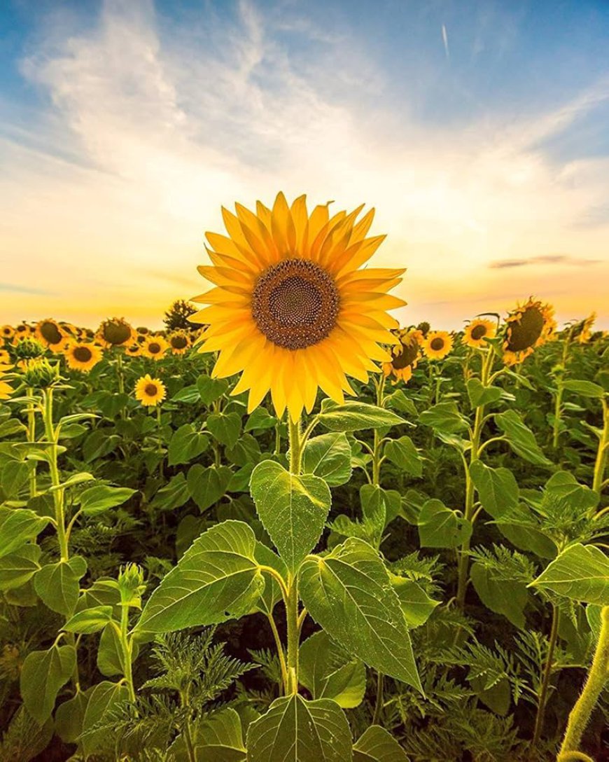 Sunflower Head Residue Based Pectin Manufacturing Plant Report 2024: Project Cost, Machinery Requirement, and Setup Details