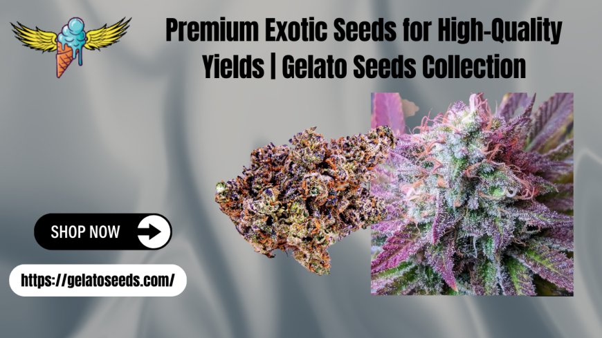 Premium Exotic Seeds by Gelato Seeds | Top Strains Online