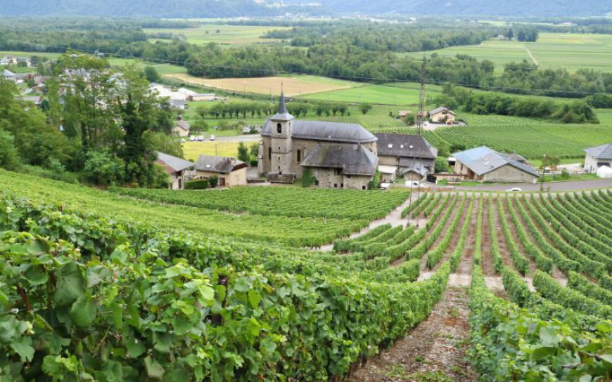 5 Lesser-Known French Wine Regions worth Discovering