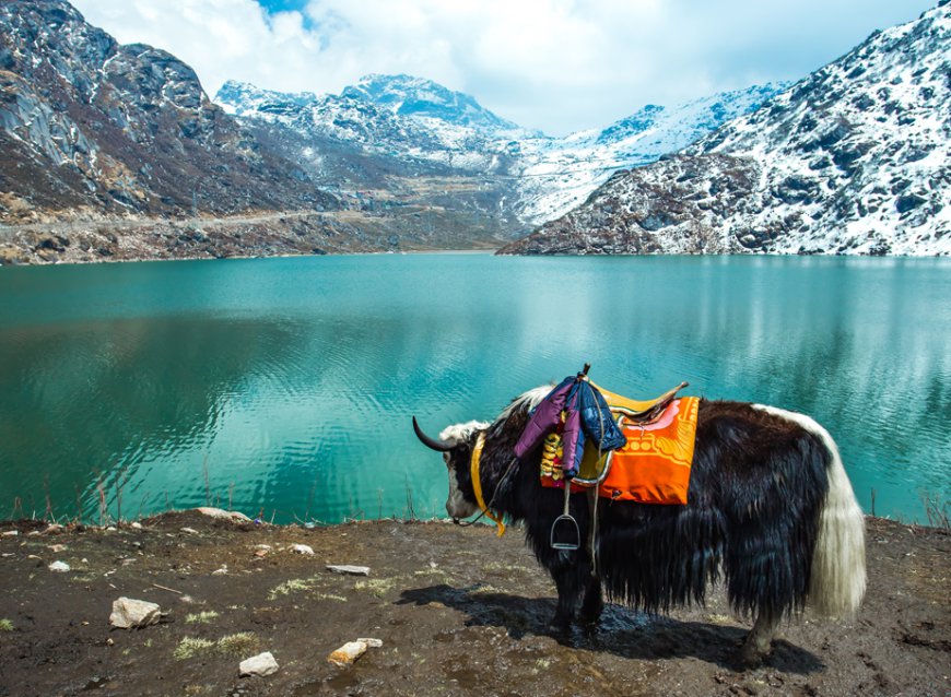 Tsomgo Lake: A Majestic Destination in Sikkim