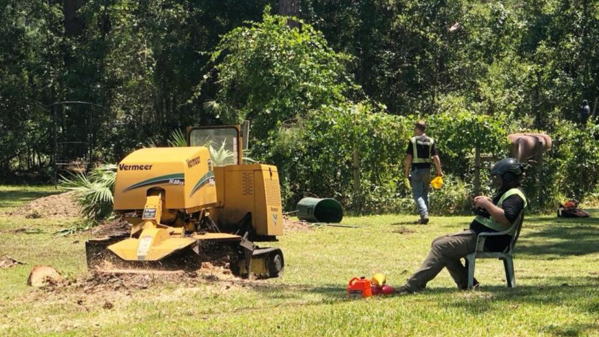 Tree Removal and Your Lawn: How Professional Cleanup Helps Preserve Your Yard