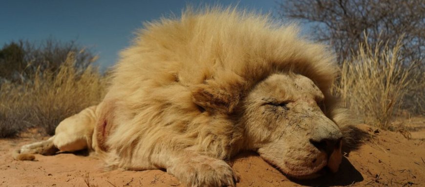 Discover the Thrill of Lion Hunting in the Kalahari