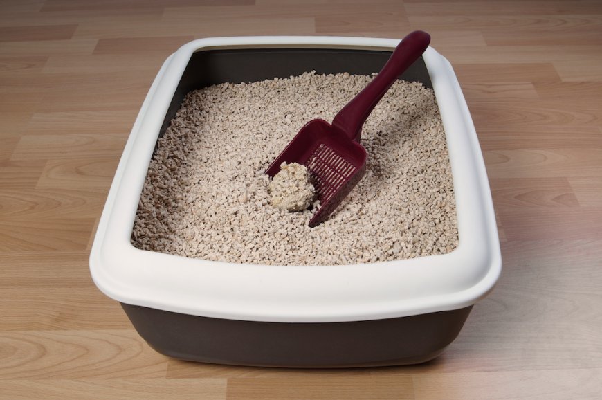 How Often Should You Change Your Cat Litter? A Complete Cleaning Guide