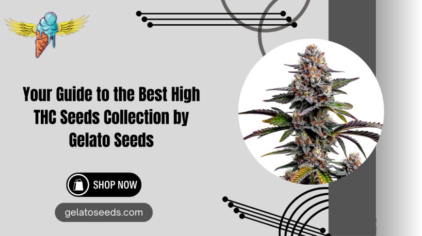 Premium High THC Seeds Collection | Gelato Seeds