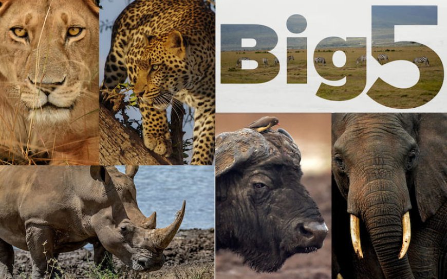 Top 5 Reasons to Experience a Big Five Safari in Kenya