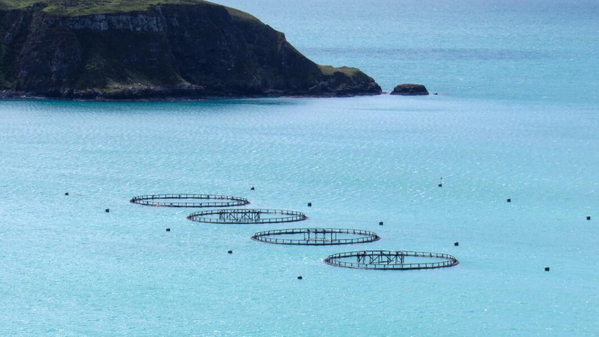 Exploring the Europe Precision Aquaculture Market: Key Trends, Growth Drivers, and Future Potential