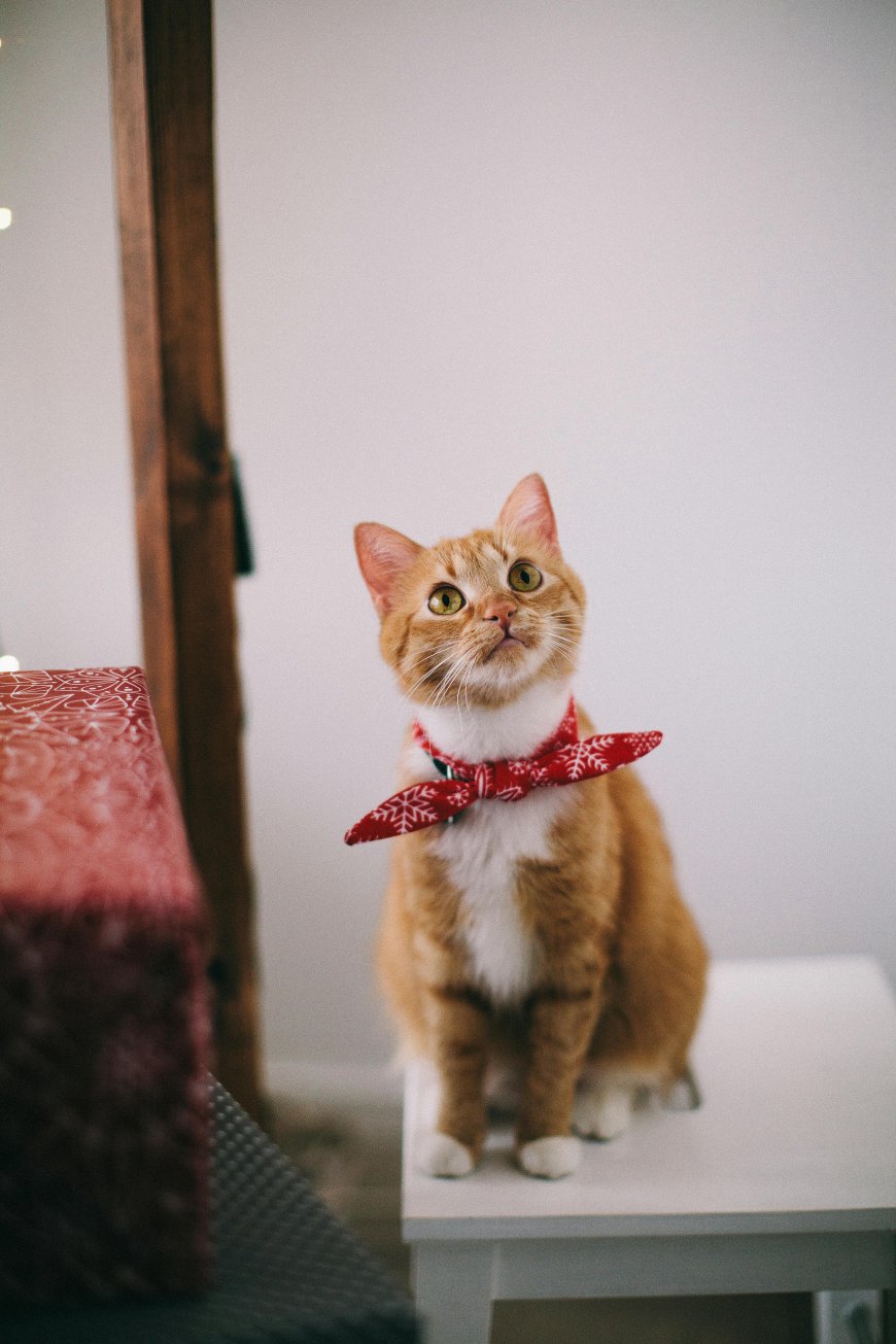 Top Must-Have Cat Accessories for Every Cat Owner