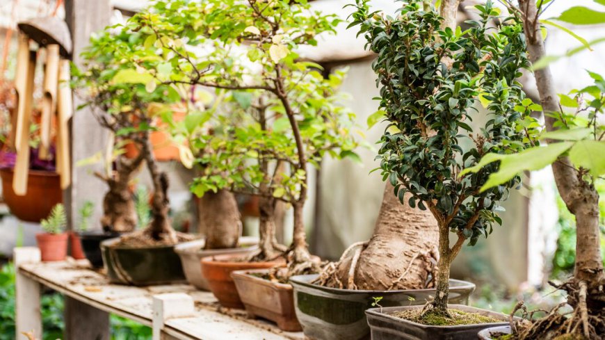 Japan Bonsai Market Insights, Forecasts To 2033