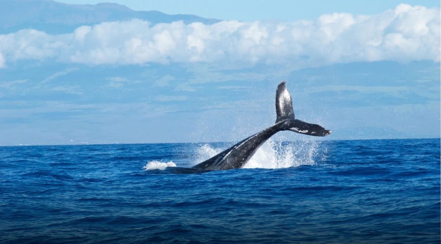 Maui Whale Watching: The Best Spots and Times to Witness These Majestic Creatures Up Close