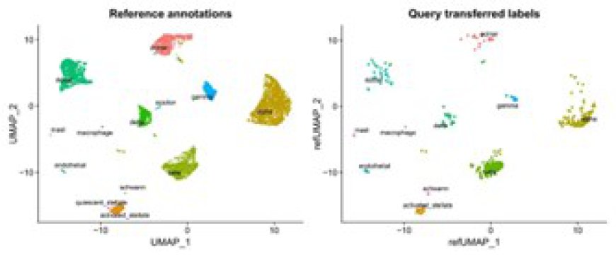 How to Annotate Clusters in Seurat