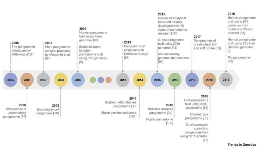 A Review of Animal Pangenome