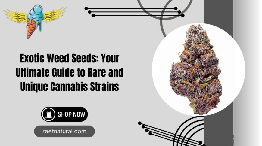 Exotic Weed Seeds | Rare Cannabis Strains | Gelato Seeds