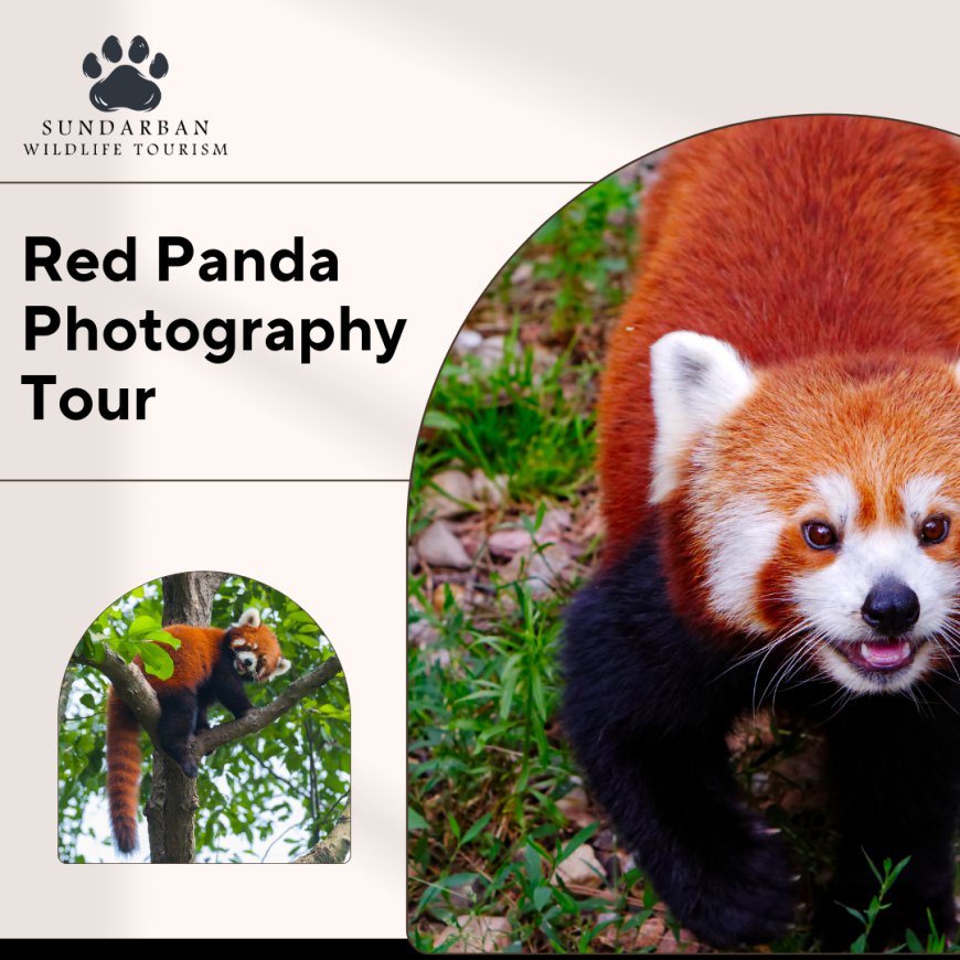 Red Panda Safari: Experience the Wild with Sundarban Wildlife Tourism