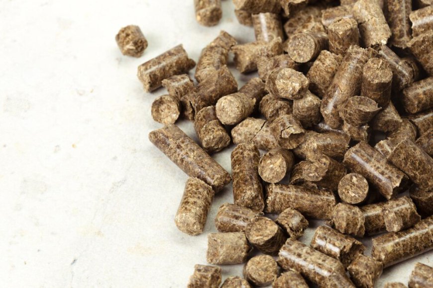 How is the Solid Biomass Feedstock Market Evolving to Meet Energy Demands?