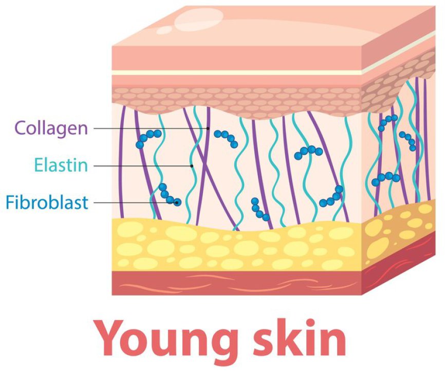 Global Collagen Market Analysis and Forecast 2022 - 2032