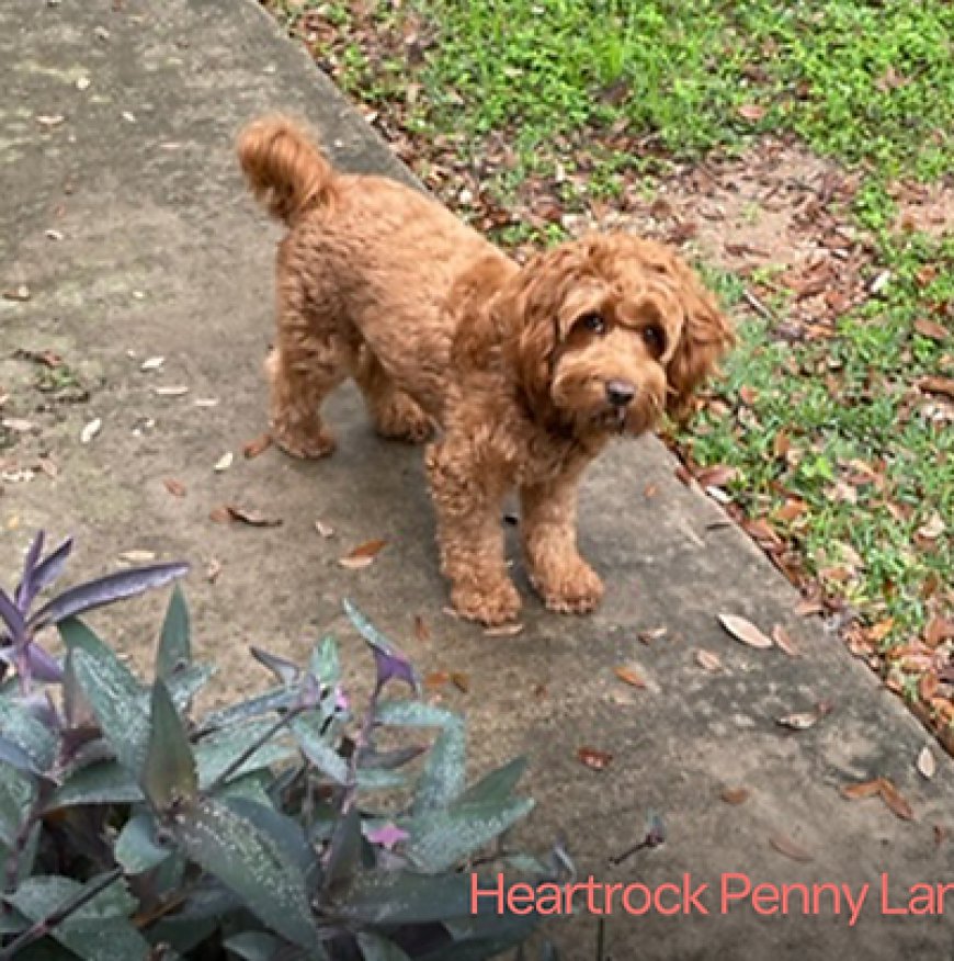 7 Unique Traits That Make Labradoodle Breeders Stand Out