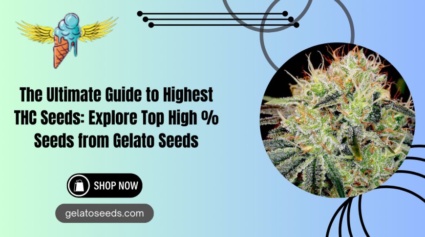 Highest THC Seeds for Sale - Premium High % Cannabis Seeds | Gelato Seeds