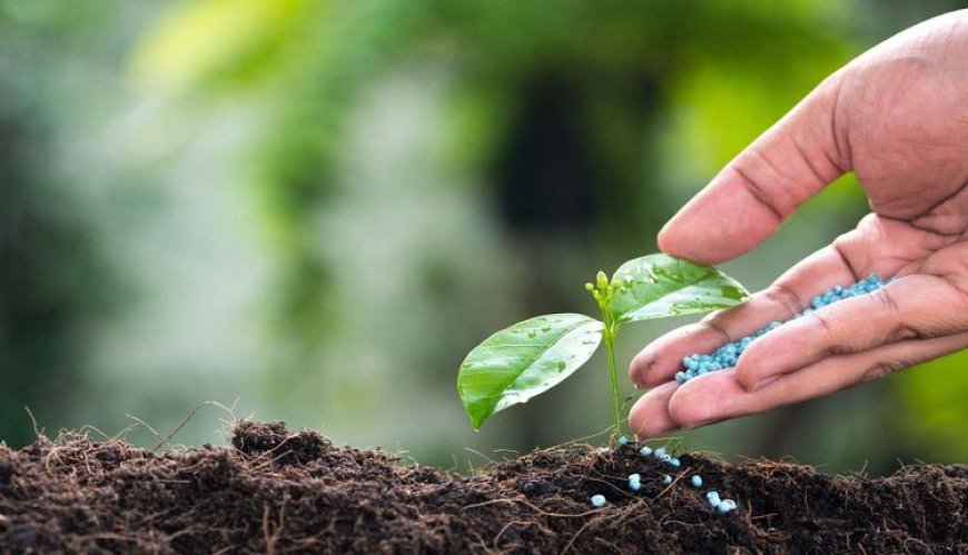 Mycorrhizae-Based Biofertilizers Market Trends: Growth, Applications, and Future Prospects