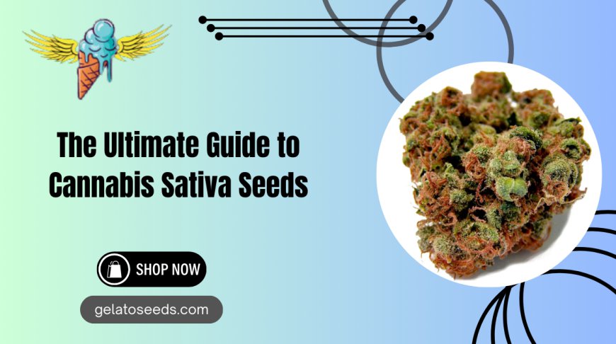 Buy Premium Cannabis Sativa Seeds | Gelato Seeds California