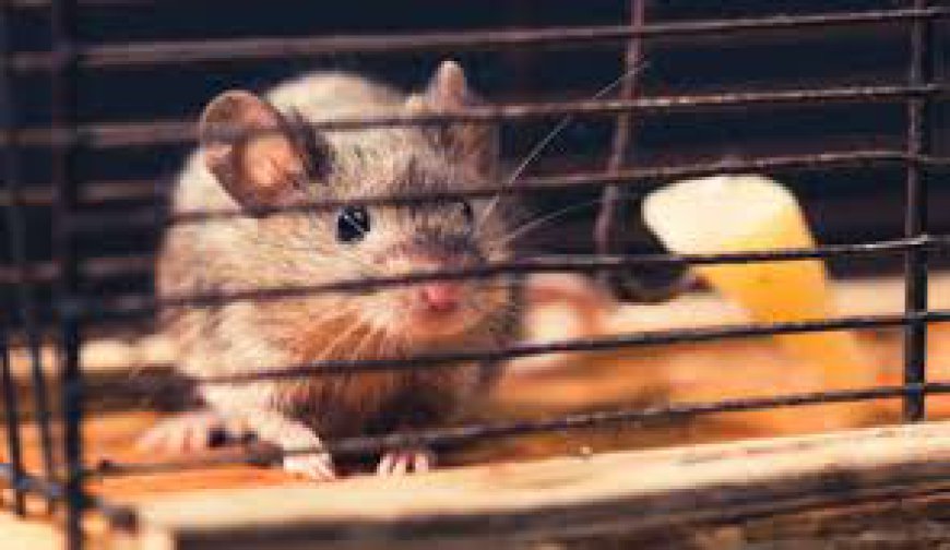 Rodent Control in San Antonio: Tips to Keep Your Home Safe