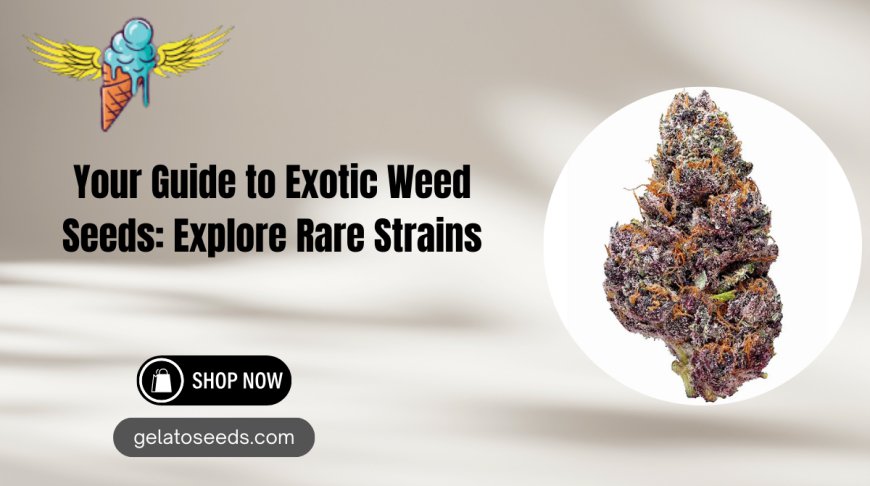 Exotic Weed Seeds for Sale | Rare Cannabis Strains by Gelato Seeds