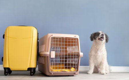 Canada Pet Import Documents You Must Prepare