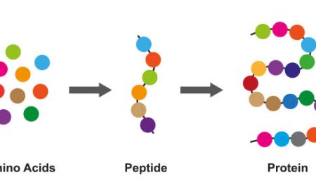 Why Some Labs Avoid Marketplaces and Prefer Direct GG Peptides for Sale Online