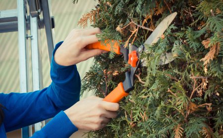 Springfield Tree Removal Pros Provides Professional Tree Removal Services in Springfield, Missouri